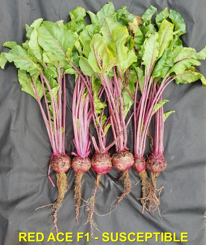 Figure 1. Beets of the Rhizomania susceptible cultivar Red Ace had excessive growth of fine root hairs, a symptom typical of Rhizomania. Photo by Ben Werling, MSU Extension.